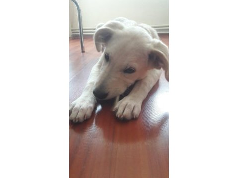Yavru golden retriever