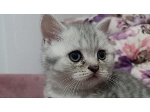 16 nisan doğumlu british shorthair erkek yavru