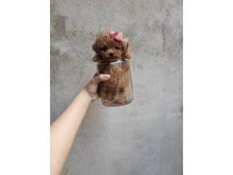Mersinin gözde poodle yavruları