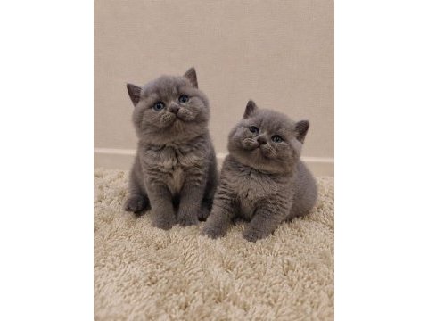 Nadir suratlı son erkek ve dişi british shorthair yavrumuz