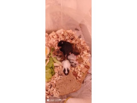Hamster 2 adet yetişkin