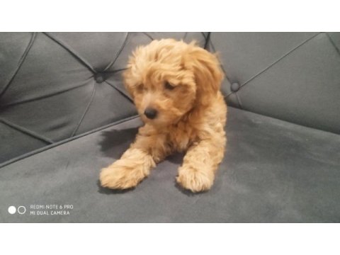 A kalite maltipoo dişi