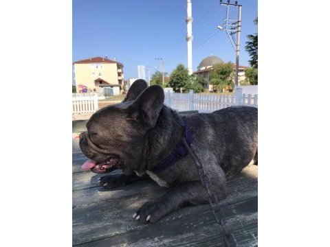 1,5 yaşında french bulldog
