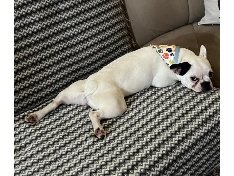 Kısırlaştırılmış french bulldog
