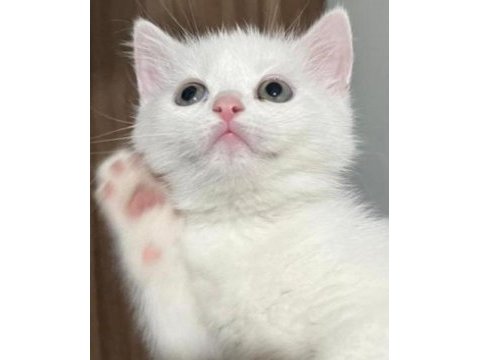 British shorthair beyaz dişi