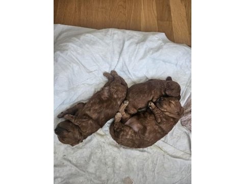 15 günlük anne altından poodle