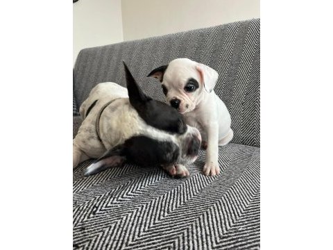 Mecburiyetten french bulldog yavrum son dişi