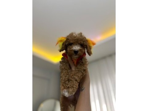 Erkek toy poodle yavrularım aşılı wc eğitimli yaz
