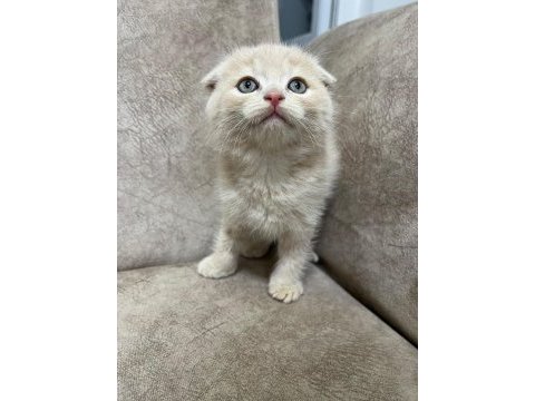 Ayi surat top kafa sıfır kulak bebiş kedimiz