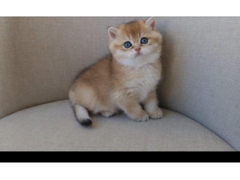 Dişi golden brıtısh shorthaır