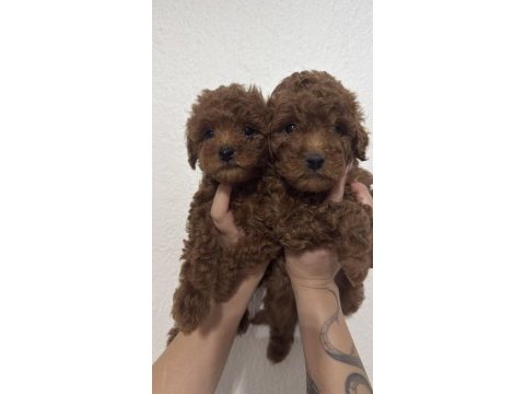 2 adet erkek toy poodle 55 günlük