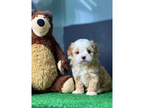 Bu güzel maltipoo bebekler sizin olabilir