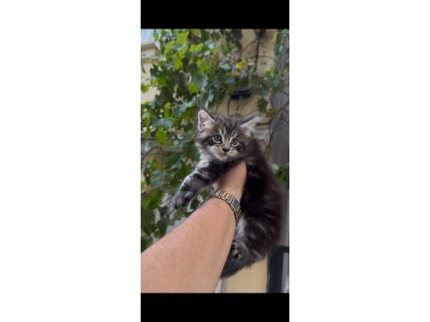 Anne babası üst düzey maine coon bebeklerimiz