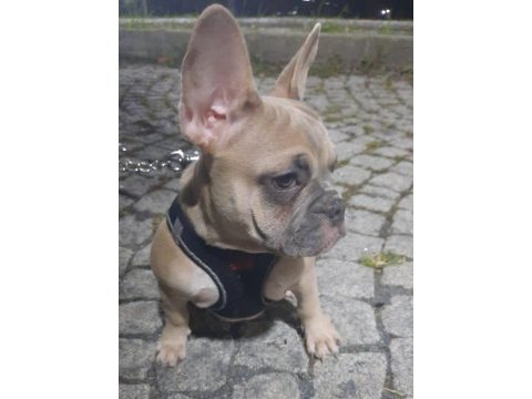 Aşılı fluffy ve isabella taşıyıcı french bulldog kızımız