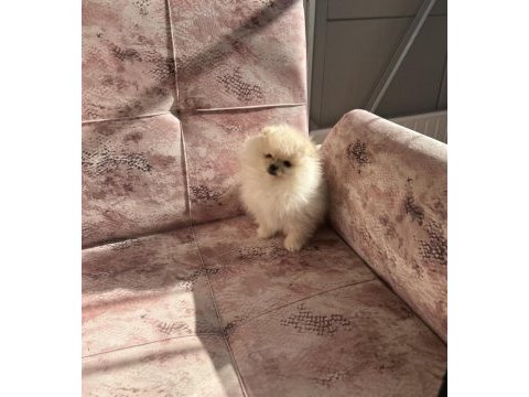 Kartopu pomeranian boo yavrumuz