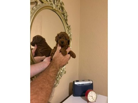 Kore poodle