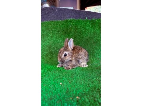 Safkan hollanda lop ve cüce tavşan