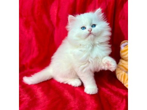 50 günlük british longhair cinsi erkek ve dişi yavrular