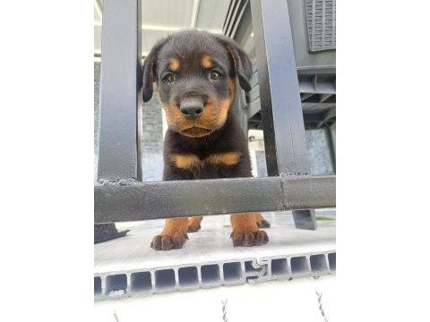 Şecereli anne baba kaliteli rottweiler yavrular