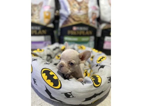 Egzotik mavi gözlü french bulldog bebek