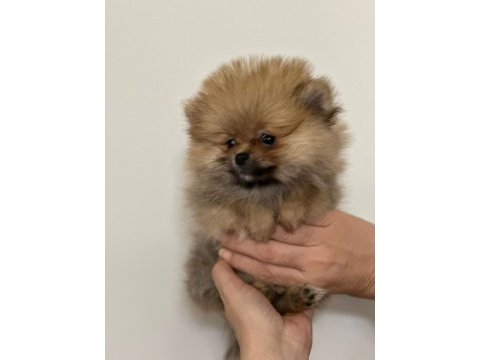 Irk garantılı tea cup pomeranian