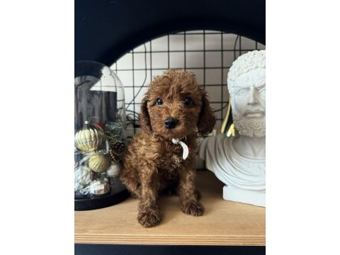 Red brown poodle dişi erkek yavrular