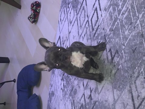 Yavru bebiş aşıları tam french bulldog