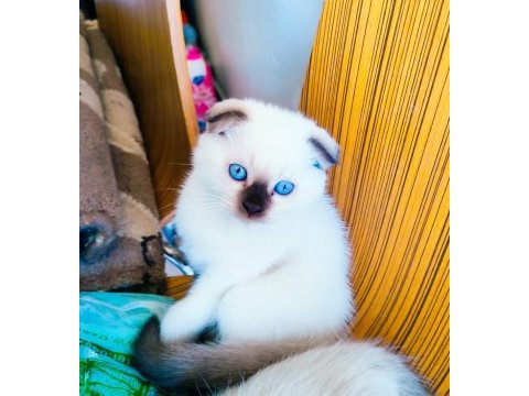 Scottish fold ve british shorthair erkek/dişi yavrular