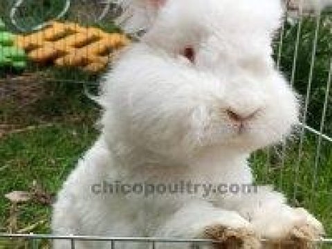 Şecereli angora tavşanı