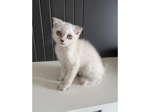 Scottish fold longhair yavrular