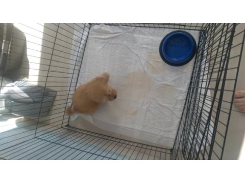 60 günlük maltipoo