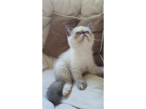 Safkan exotic shorthair blue point dişi kedimiz