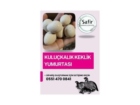 Kuluçkalık kınalı keklik yumurtası