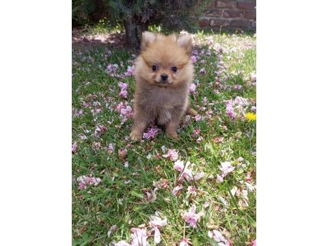 Teacup pomeranian