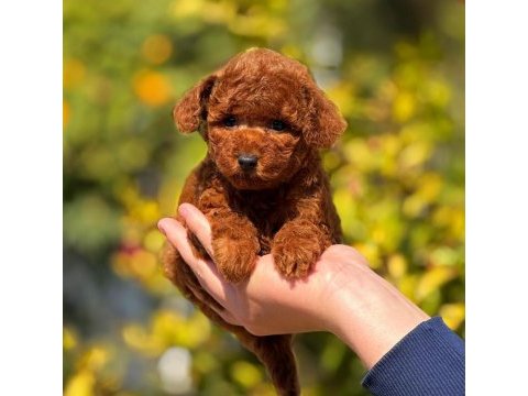 2.5 aylık üst kalite toy poodle dişi yavrumuz