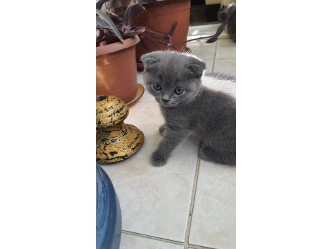 Scottish fold ve british shorthair yavrularımız
