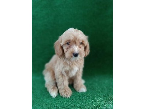 Maltıpoo yavrularımız