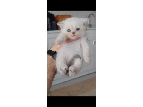 British shorthair kedisi