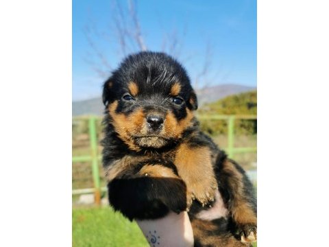 Dünya şampiyonu rottweiler torunları