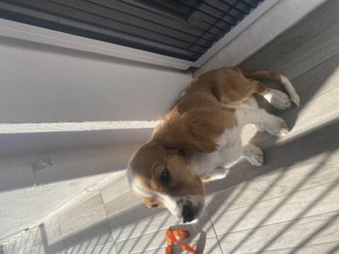 4 aylık yavru cavalier king charles