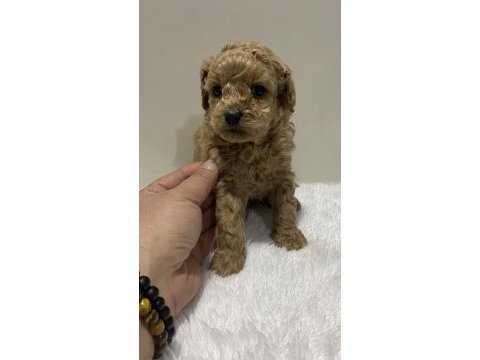 Irk garantili tam toy poodle yavrular dişi erkek