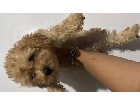 Erkek maltipoo bebeğimiz