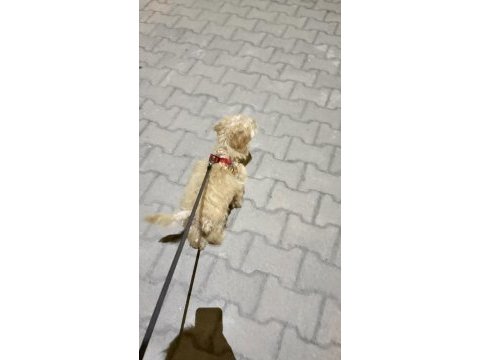 Ücretli sahiplendirme poodle