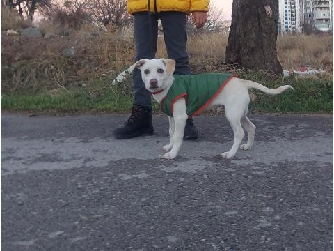 Jack russell 9 aylık neşeli çocuk dostu oyuncu
