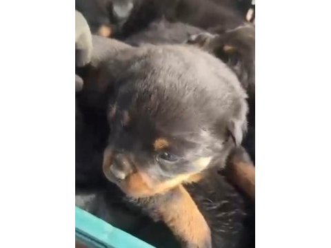 Rottweiler bebeeklerimiz sağlık garantilidir