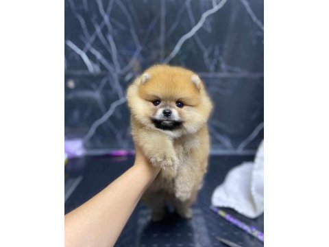 Pomeranian yavrular