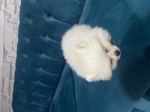 Pomeranian boo