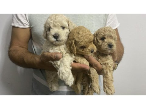 Irk garantili orjinal tam toy poodle erkek
