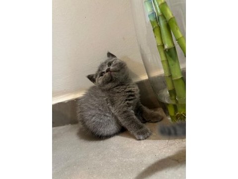 2.5 aylık scottish fold yavrular