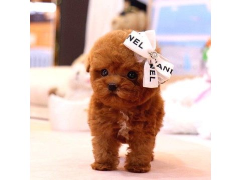 Red brown toy poodle bebeklerim